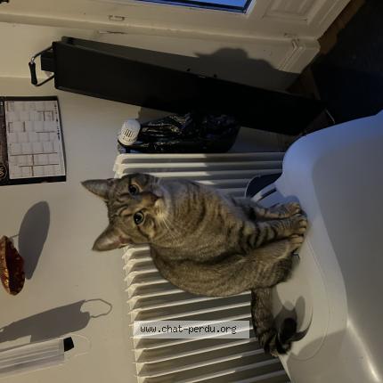 Photo 1/1 Guizmo Chat lost in Roubaix