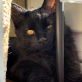 Picture of cat lost at La Grand Croix