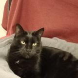 Picture of cat lost at Le Blanc Mesnil