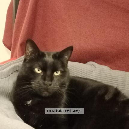 Photo 1/1 Bambinito Chat lost in Le blanc mesnil