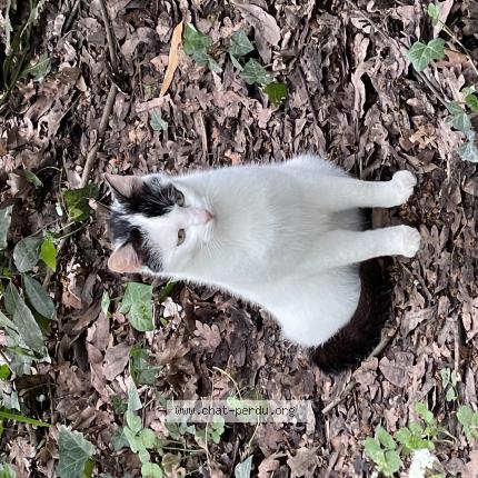 Photo 1/1 Found cat Found in Bordeaux