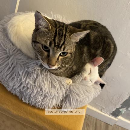 Photo 1/1 Bart Chat lost in Anzin