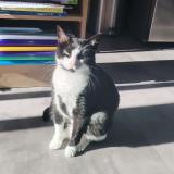 Picture of cat lost at Lormont