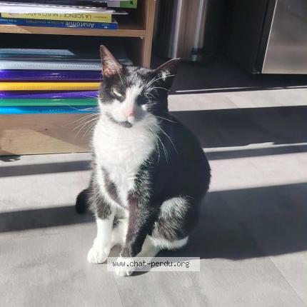 Photo 1/1 Nova Chat lost in Lormont