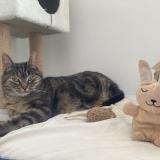 Picture of cat lost at Olivet