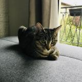 Picture of cat lost at Balma