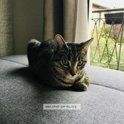 Photo 1/1 Griffouille Chat lost in Balma