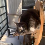 Picture of cat lost at Mably