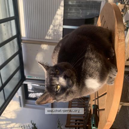 Photo 1/1 Smokie Chat lost in Mably