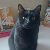 Picture of cat lost at Donzere