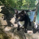 Picture of cat found at Nantes