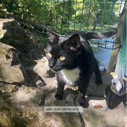 Photo 1/1 Found cat Found in Nantes