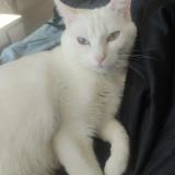 Picture of cat lost at Lyon