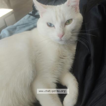 Photo 1/1 Matcha Chat lost in Lyon