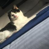 Picture of cat lost at Laval