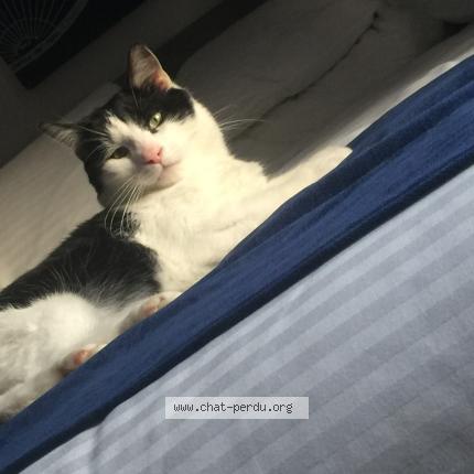 Photo 1/1 Bébé Chat lost in Laval
