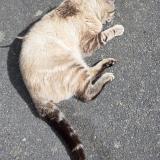 Picture of cat found at Saint Macaire En Mauges