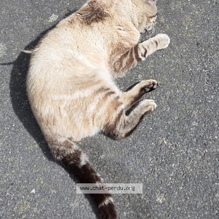 Photo 1/1 Found cat Found in Saint macaire en mauges