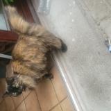 Picture of cat found at St Clair De La Tour