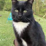 Picture of cat lost at Artiguelouve