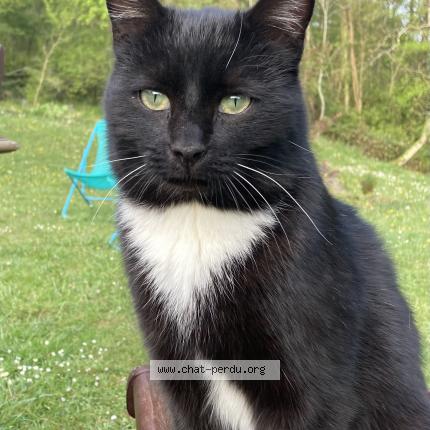 Photo 1/1 Paolo Chat lost in Artiguelouve