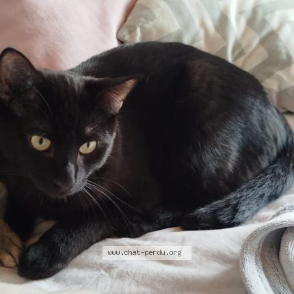 Photo 1/1 Moka Chat lost in Clapiers