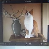 Picture of cat lost at Fouras