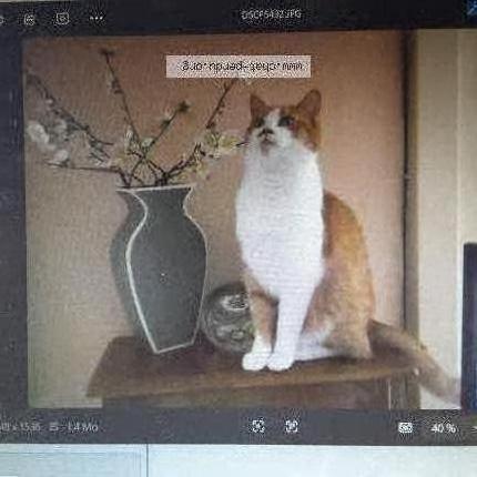 Photo 1/1 MISTY Chat lost in Fouras