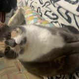 Picture of cat lost at Bonnut