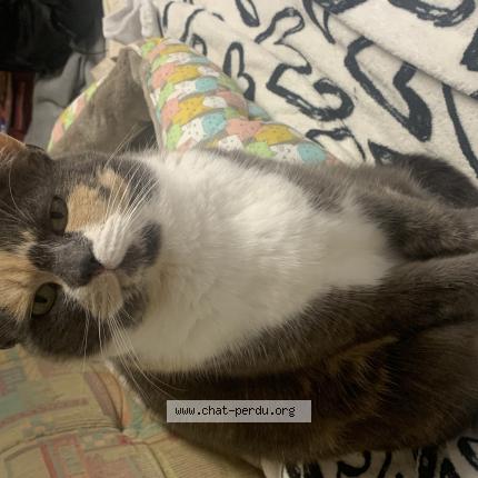 Photo 1/1 Minette Chat lost in Bonnut