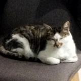 Picture of cat lost at Chatillon Sur Loire