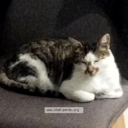 Photo 1/1 Kiwi Chat lost in Chatillon sur loire