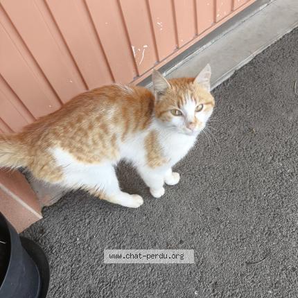 Photo 1/1 Found cat Found in Saint thelo