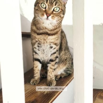 Photo 1/1 MINOU Chat lost in Thiers