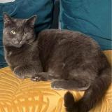 Picture of cat lost at Oissery