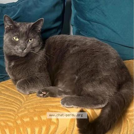 Photo 1/1 Duchesse Chat lost in Oissery
