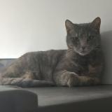 Picture of cat lost at Eaunes