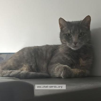 Photo 1/1 MADELEINE Chat lost in Eaunes