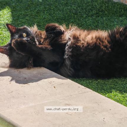 Photo 1/1 Blue Chat lost in Villelongue dels monts