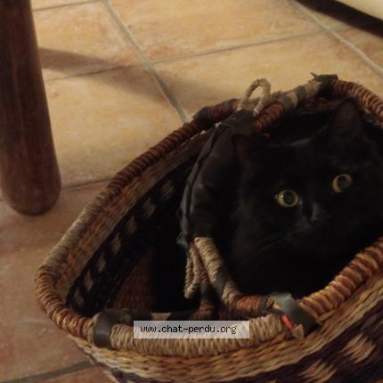 Photo 1/1 Nine Chat lost in Brangues