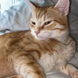 Picture of cat lost at Bron