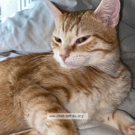 Photo 1/1 BOBO Chat lost in Bron