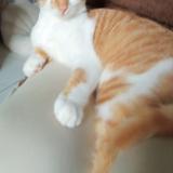 Picture of cat lost at Lavilledieu Du Temple