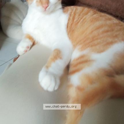 Photo 1/1 Virgule Chat lost in Lavilledieu du temple