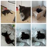 Picture of cat lost at Angers