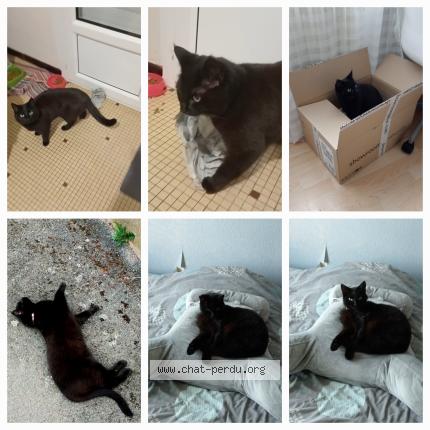 Photo 1/1 Moutcha Chat lost in Angers