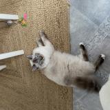 Picture of cat lost at Angers