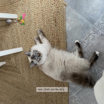 Photo 1/1 Ars&egrave;ne Chat lost in Angers