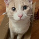 Picture of cat lost at Greenfield Park