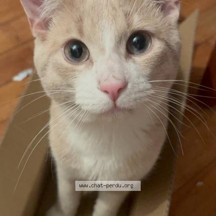 Photo 1/1 Orange Chat lost in Greenfield park